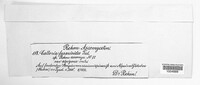 Calloria urticae image